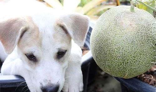 狗吃绿色哈密瓜好吗视频,健康美味新选择