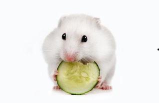 子瓜小仓鼠可以吃吗视频,适合食用吗？