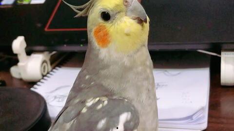 玄凤吃哈密瓜会死吗视频