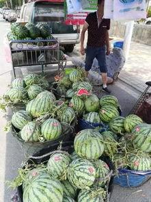 山东邳州吃瓜事件视频,一场网络热议背后的真相揭秘