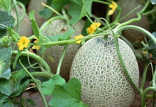 哈密瓜需要搭架子吃吗视频,哈密瓜搭架子种植技巧揭秘