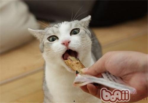 猫咪吃小白瓜视频大全集,视频大全集揭秘萌宠美食之旅