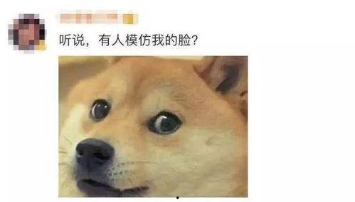 狗头吃瓜素材视频大全集,趣味横生的萌宠搞笑瞬间大盘点