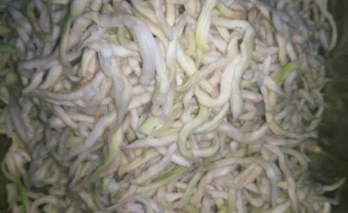 瓜怎么吃新鲜的好吃视频,解锁新鲜瓜类美味食用秘籍