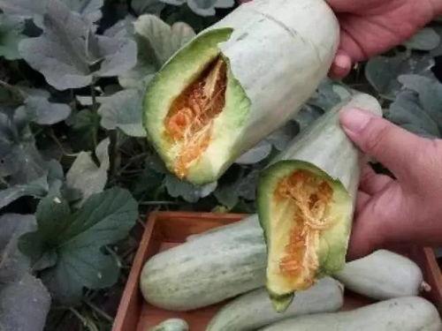 小瓜烤着吃削皮吗视频讲解,削皮还是保留？揭秘烤瓜皮的秘密