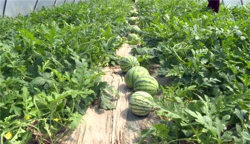 沧州吃瓜爆料视频最新