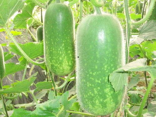 画饼甩锅吃瓜视频大全