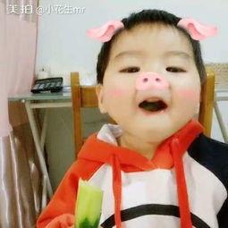 小猪宝宝吃瓜视频,萌态十足引网友爆笑