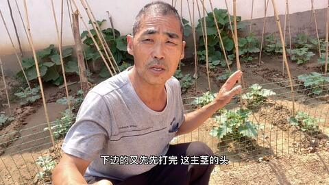 甘肃老汉吃瓜视频大全集,笑料百出，视频大全集带你领略民间欢乐