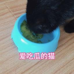 猫咪吃洋瓜视频,萌宠尝鲜记