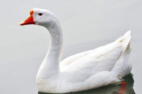 网红大鹅吃瓜视频下载