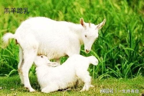 小羊没烦恼在线吃瓜视频