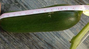 小瓜可以摘几次吃吗视频