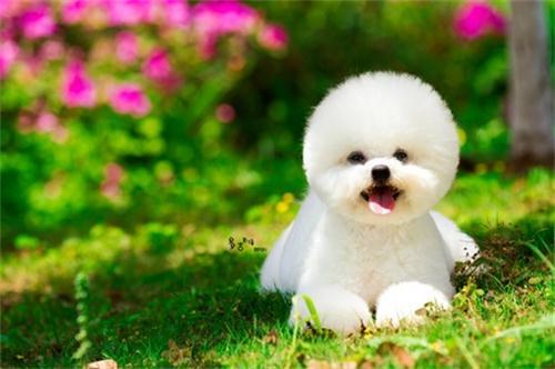 比熊可以吃蜜瓜么视频,安全与注意事项