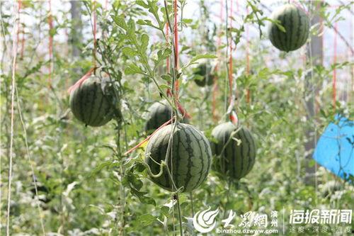 郯城水边吃瓜事件视频