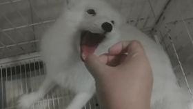 吃狐狸瓜视频,视频揭秘神奇果实之谜