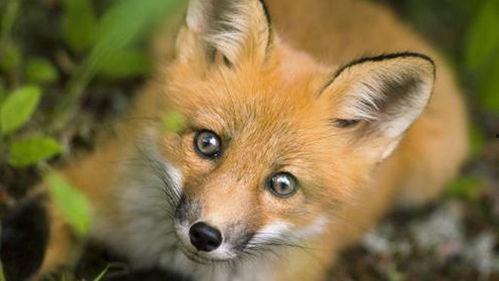 蓝狐狸吃瓜最新视频