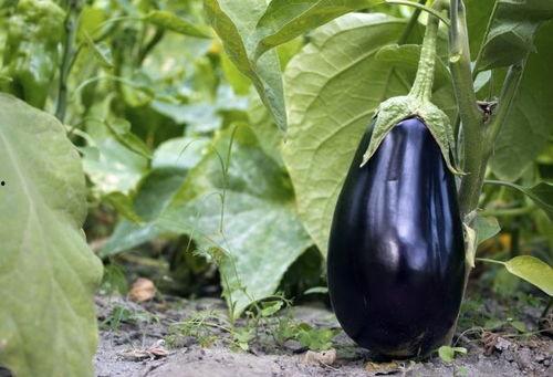 抖音上吃茄瓜是真的吗视频,吃茄瓜视频真相大起底