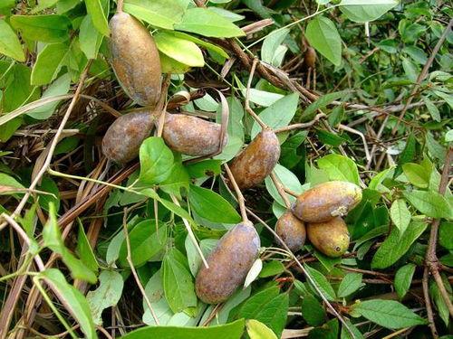 吃八月瓜教程视频大全,视频教程大全解析