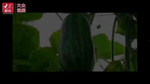 沙师弟吃瓜视频,揭秘娱乐圈幕后故事