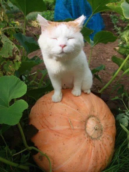 猫和狗吃瓜视频