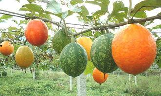 吊瓜可以过夜吃不吃吗视频,揭秘夜间食用真相