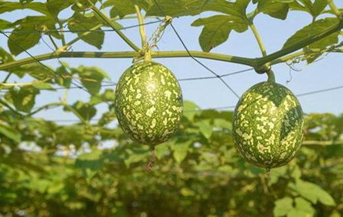 吊瓜可以带皮吃吗视频大全,视频揭秘吊瓜食用新风尚