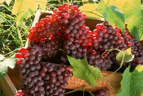 网红吃瓜葡萄是真的吗视频