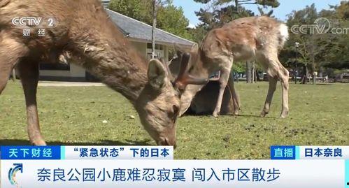 野外小鹿吃瓜群视频,萌态十足引网友热议