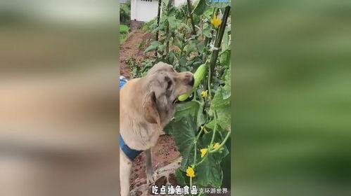 吃瓜小狗事故视频