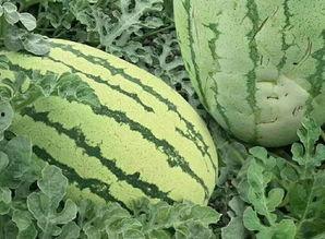 吃瓜群众快来花式吃瓜视频,跟随吃瓜群众，畅享视频盛宴