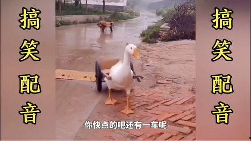 吃瓜鹅的搞笑视频大全集,带你领略欢乐无限