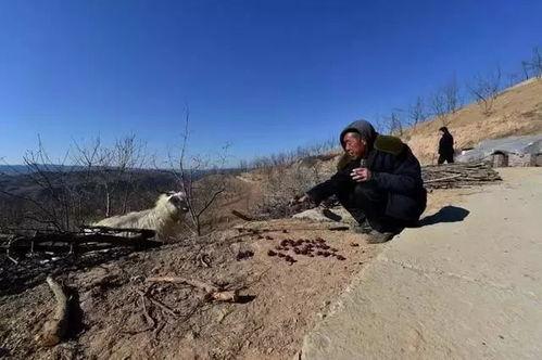 陕北老农吃瓜事件视频,一场意外的网络热议