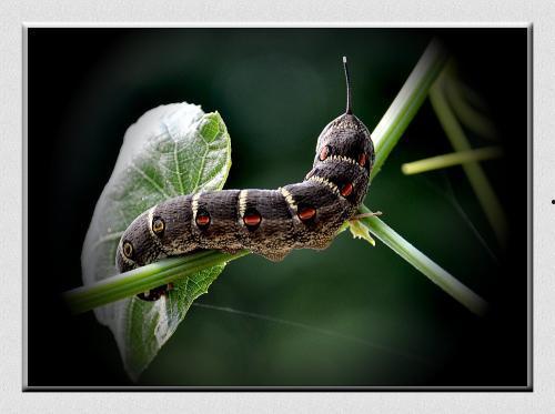 吃老瓜虫的视频在线观看