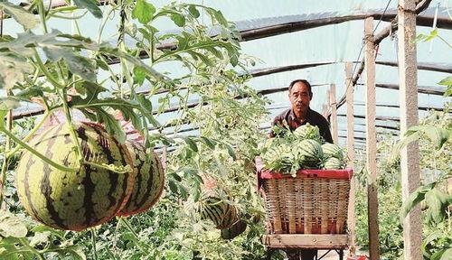 韩城黄河滩的吃瓜视频,一场别开生面的吃瓜盛宴