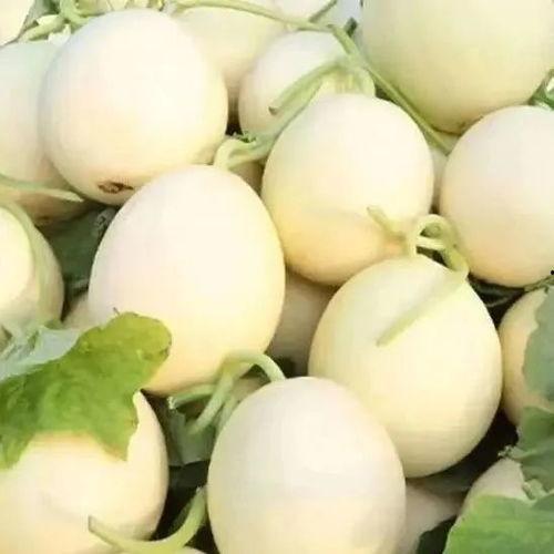 冬季白皮蜜瓜可以吃吗视频,美味解馋的冬季水果新宠