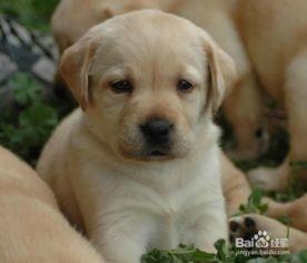 吃瓜拉布拉多打架视频大全,萌犬间的欢乐对决瞬间