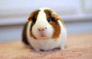 豚鼠可以吃瓜叶嘛视频,瓜叶是否适宜作为其美食