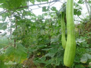 种的砍瓜怎么切块吃视频