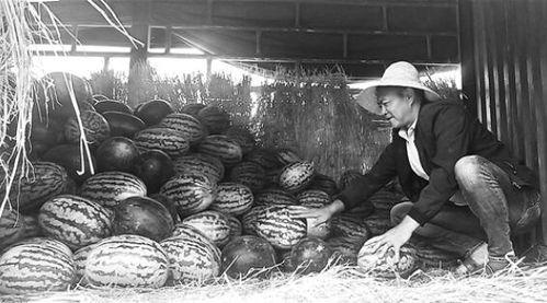 诸城吃瓜群众事件视频,一场网络舆论的风暴与反思