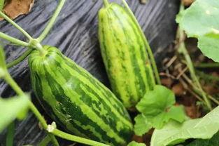 动感吃瓜视频什么意思